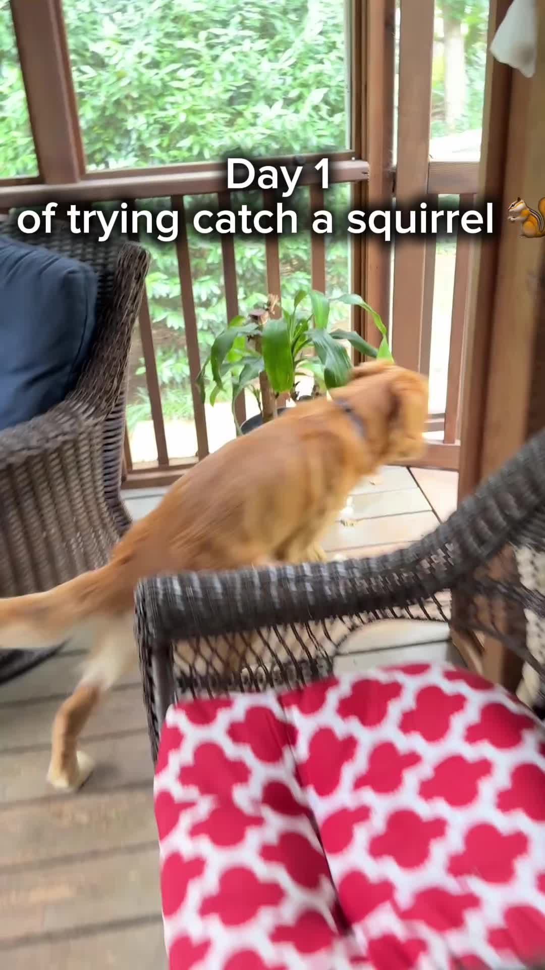 @Charlie the Golden