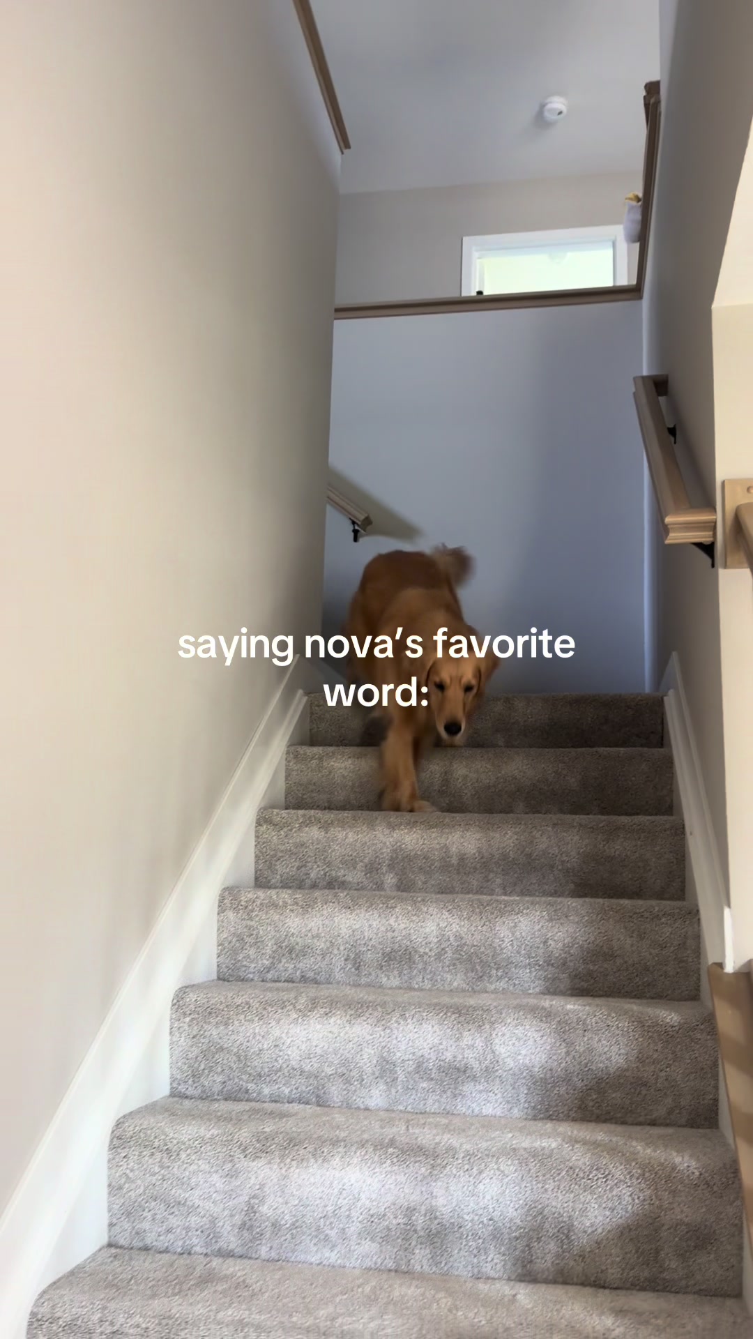 @novathegoldenn