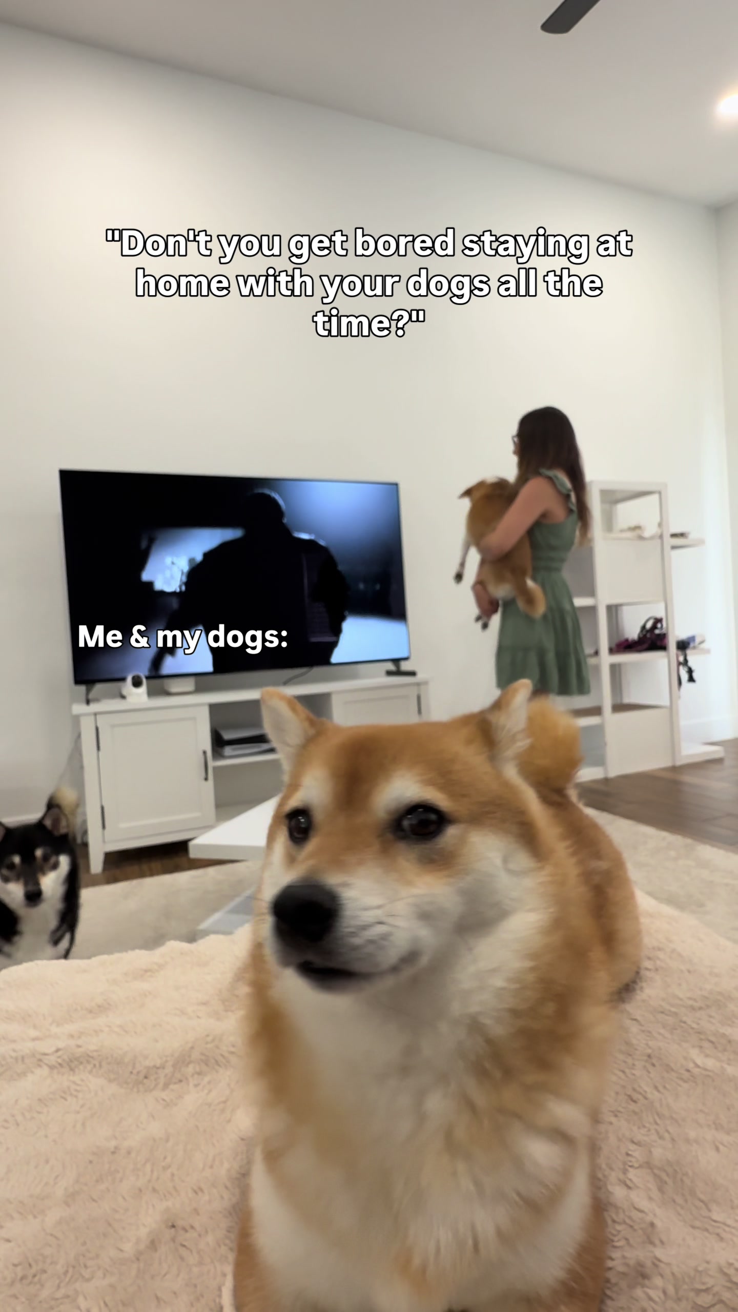 @Flock of Shibas 🐕🐕🐕