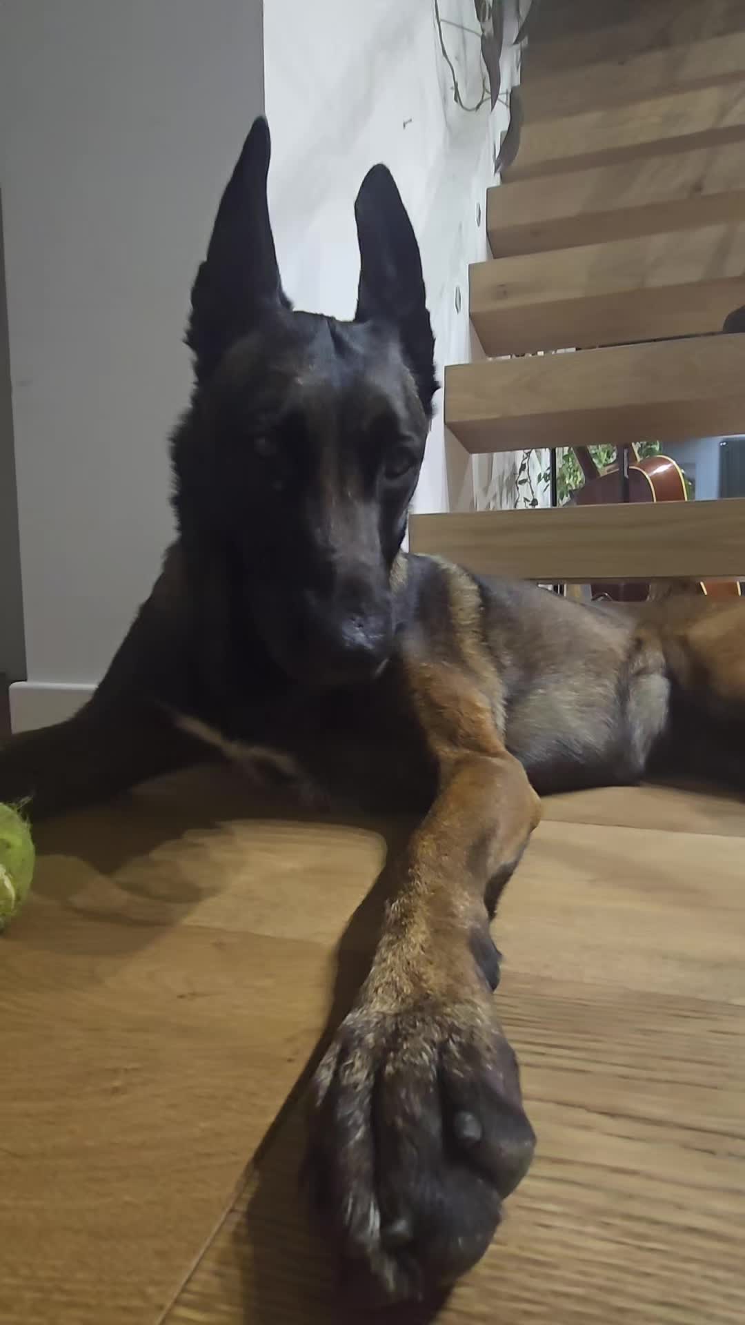 @Morgè_Malinois