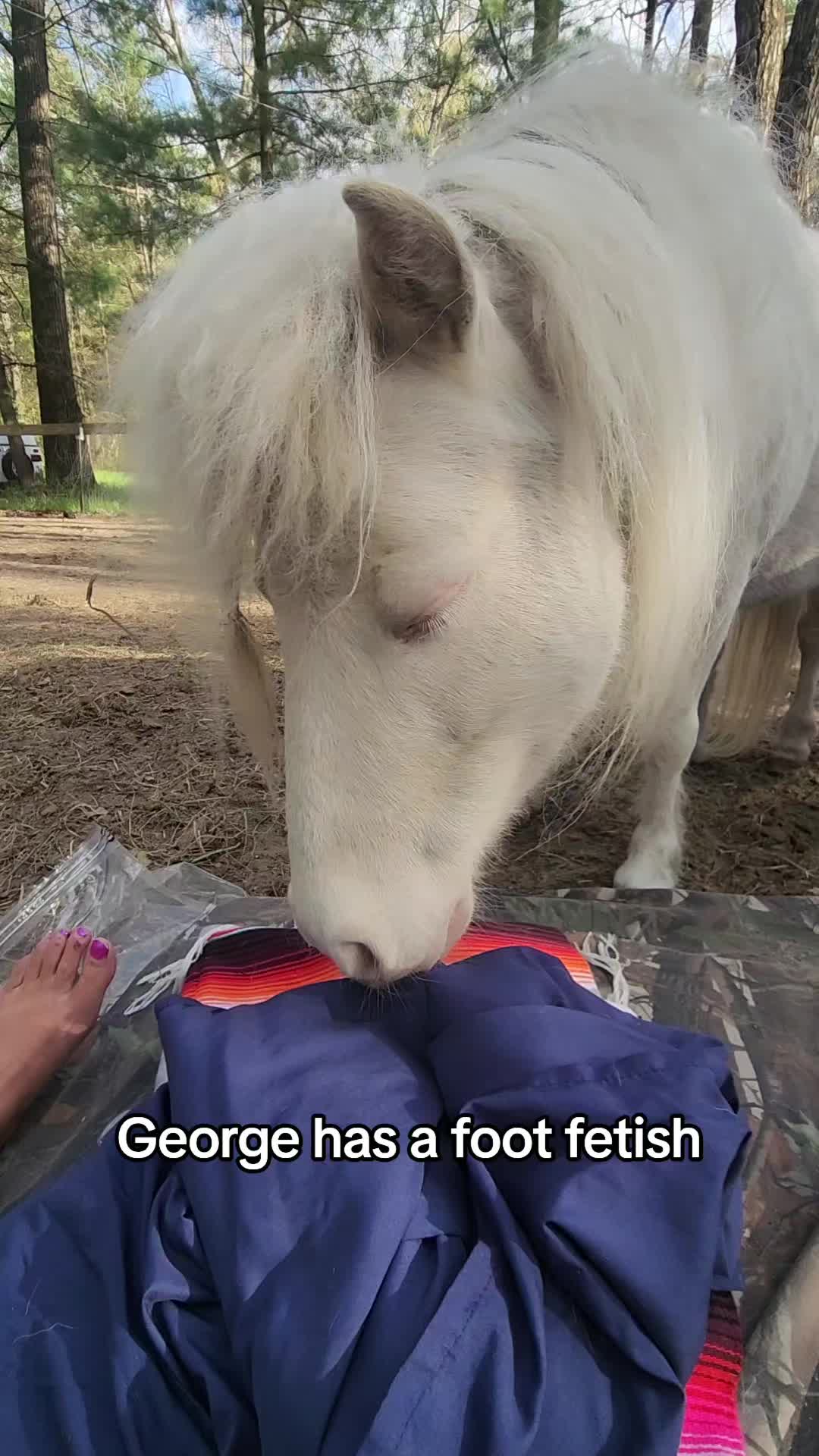 @minihorsemomandtrainer🐴🐴🐴🐴