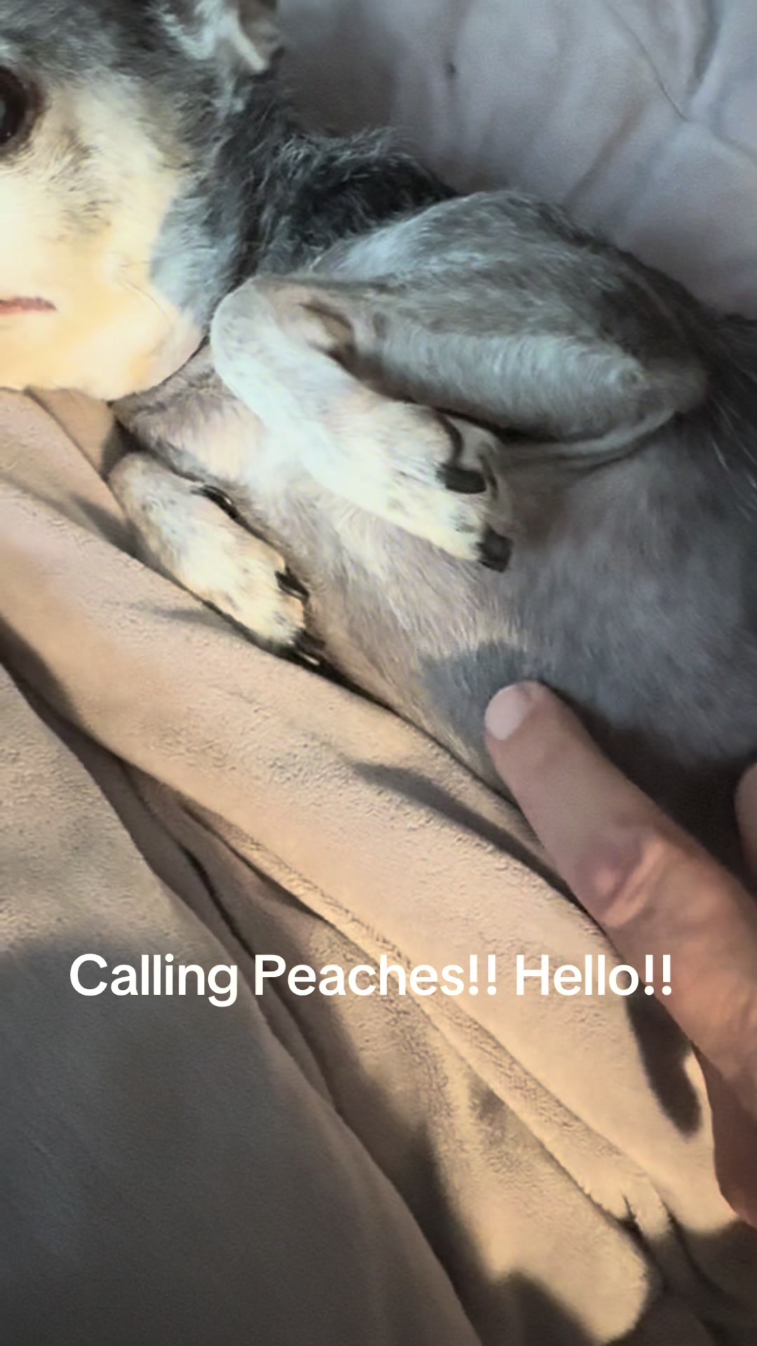 @Peaches🍑🐾