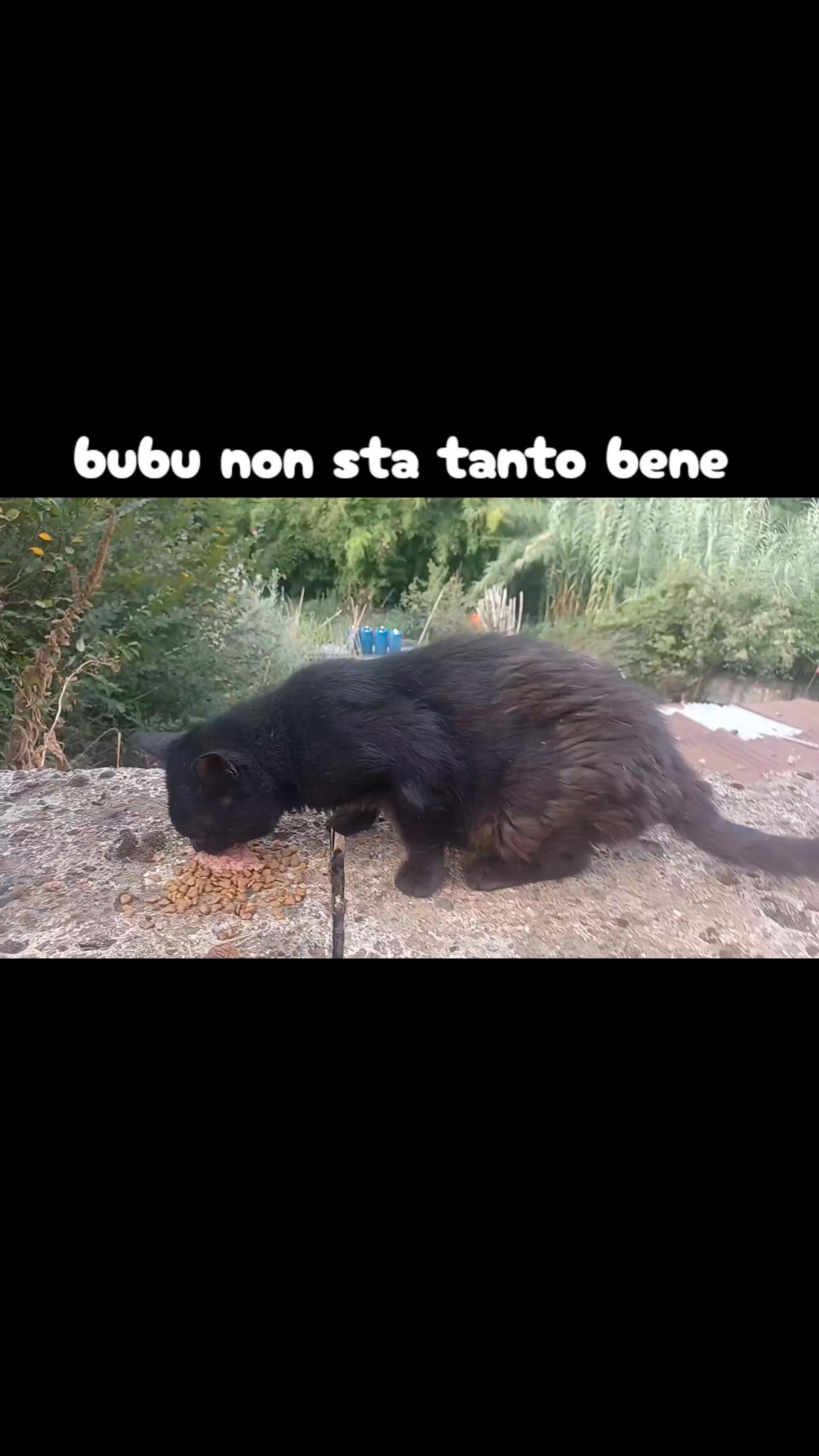 @amica dei gatti