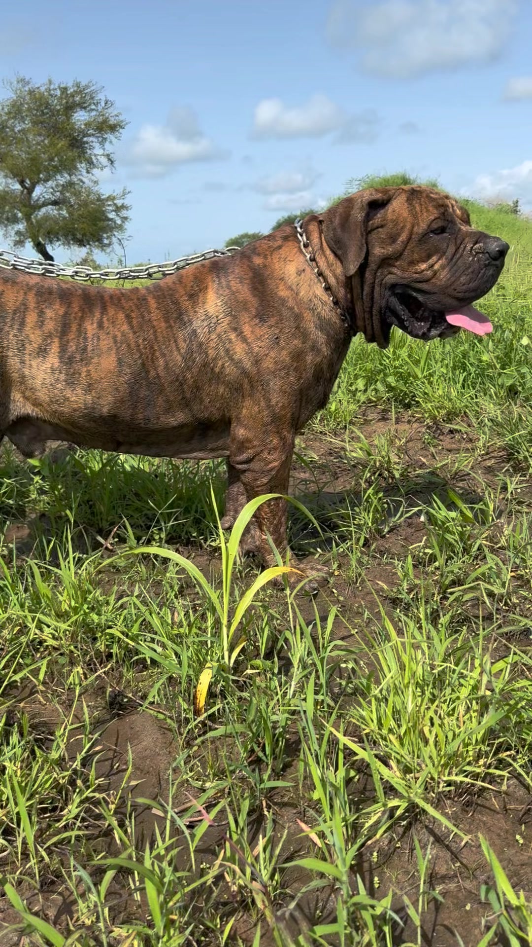 @Irie Boerboels Sn
