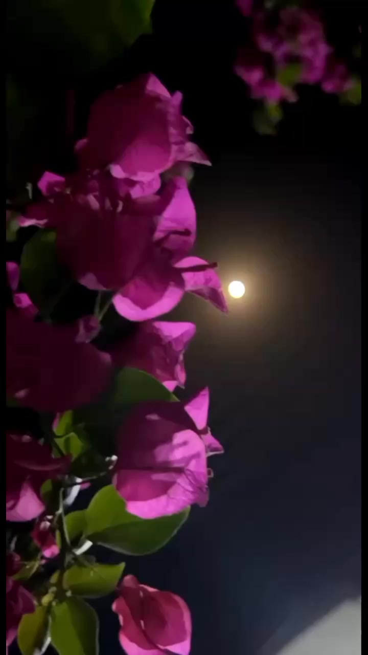 @𝐒ᡣ𐭩࣪⋆