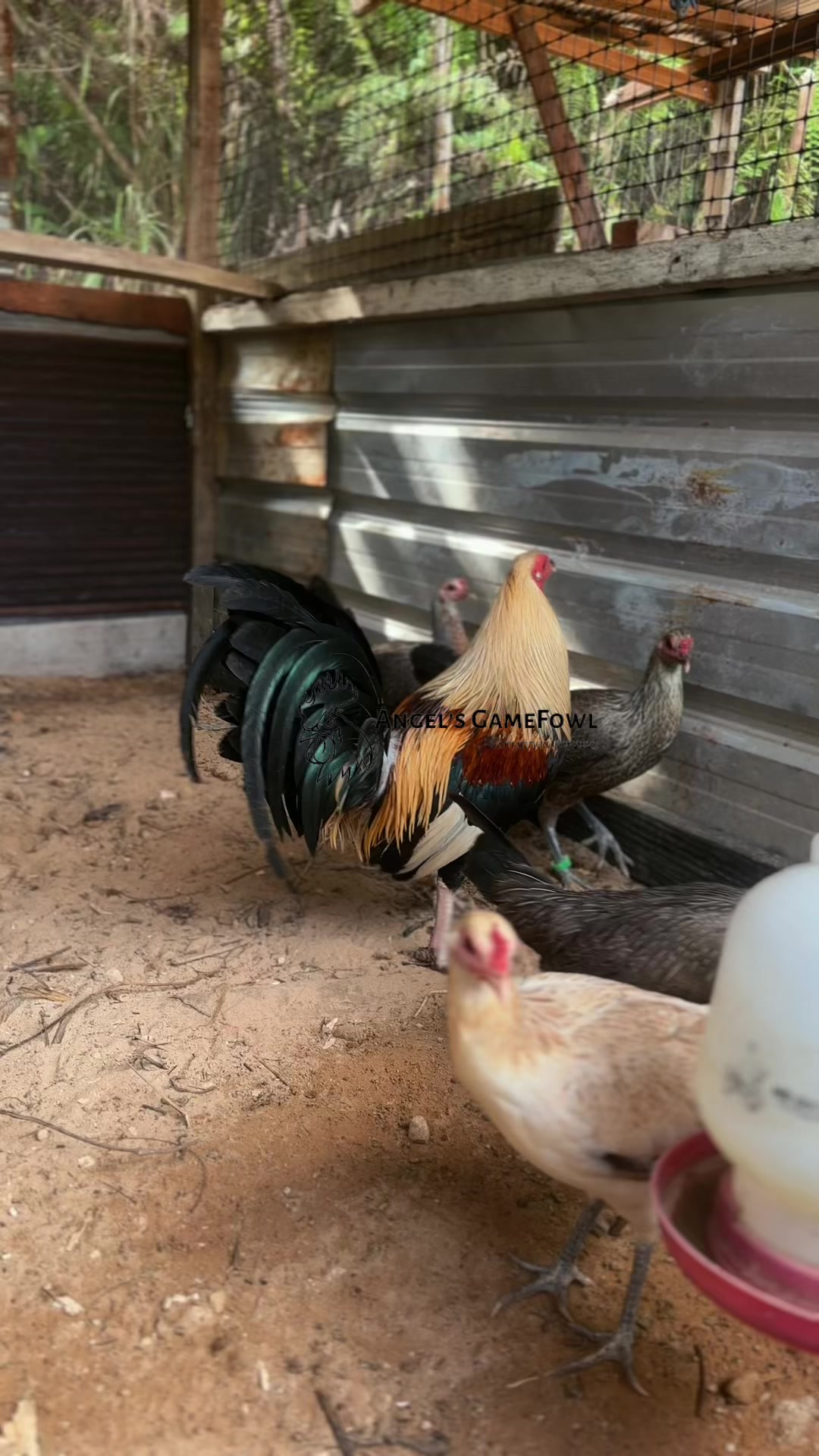 @angelsgamefowl88