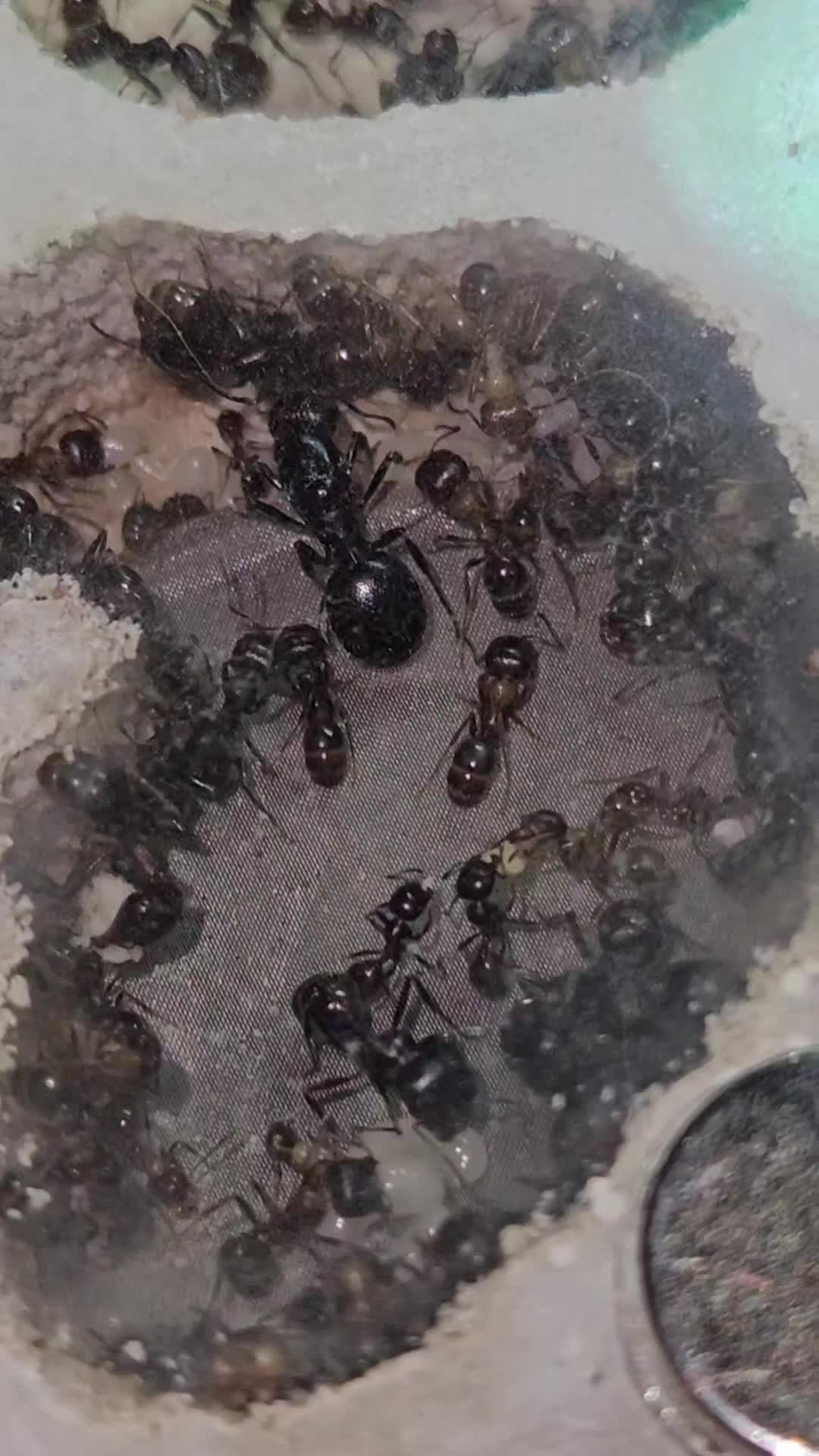 @Aaron's Ants