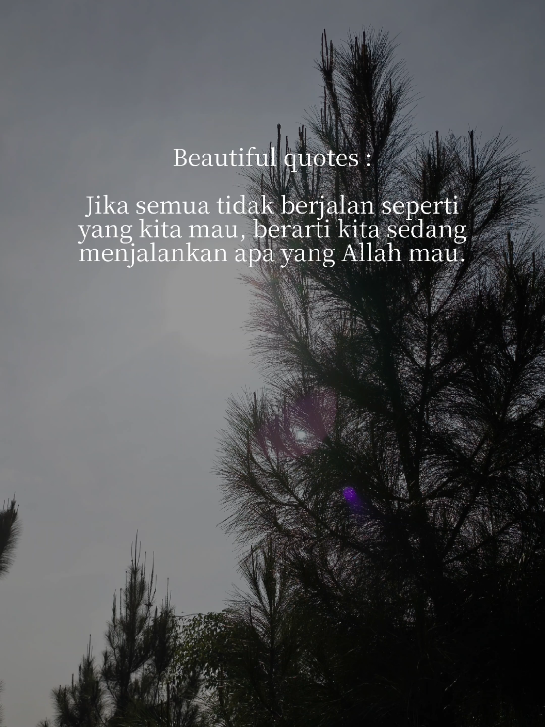 @sii_muff