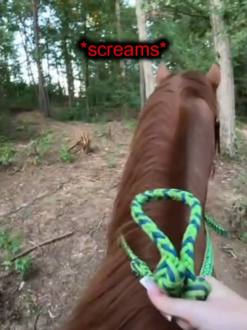 @DarkMoose