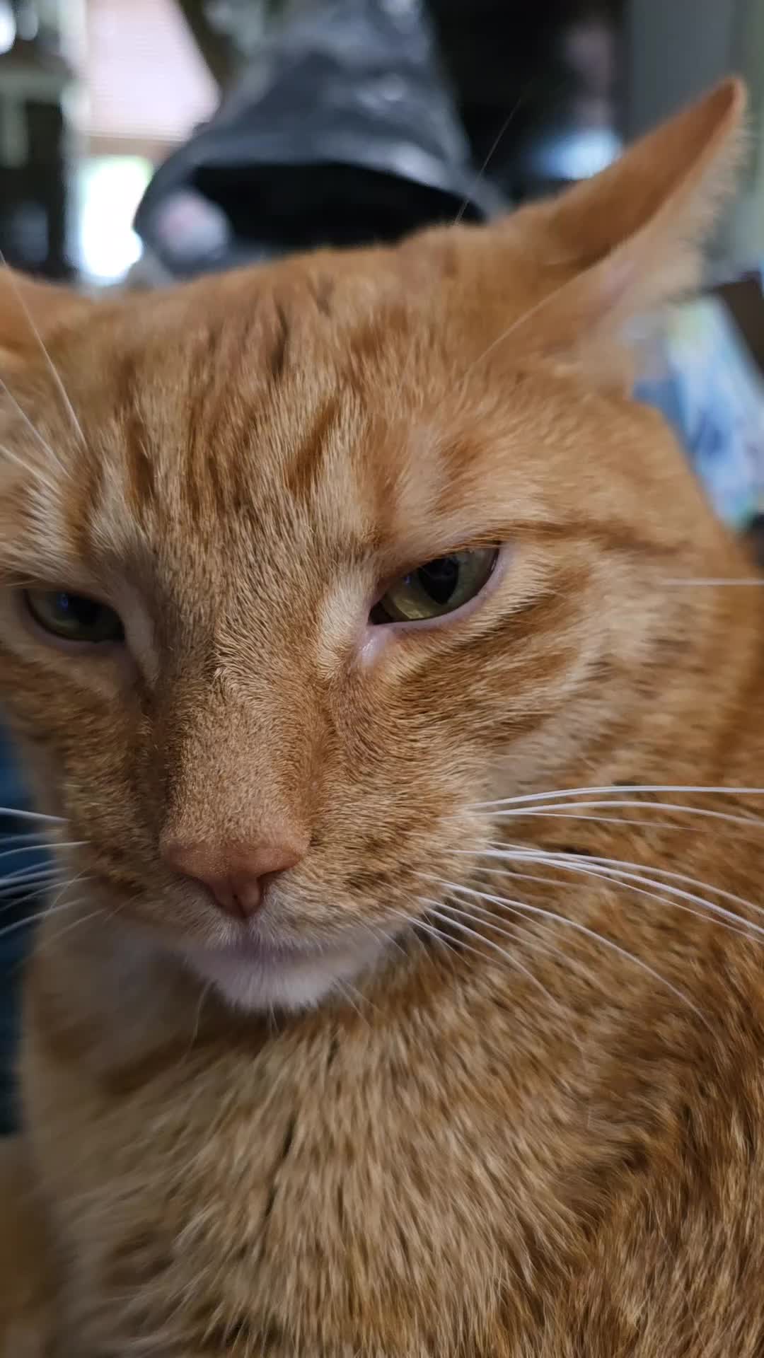 @SudzyDudz77❤️🐱💚