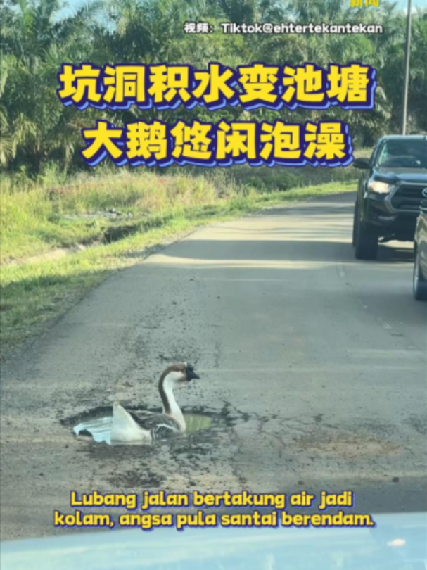 @中国报