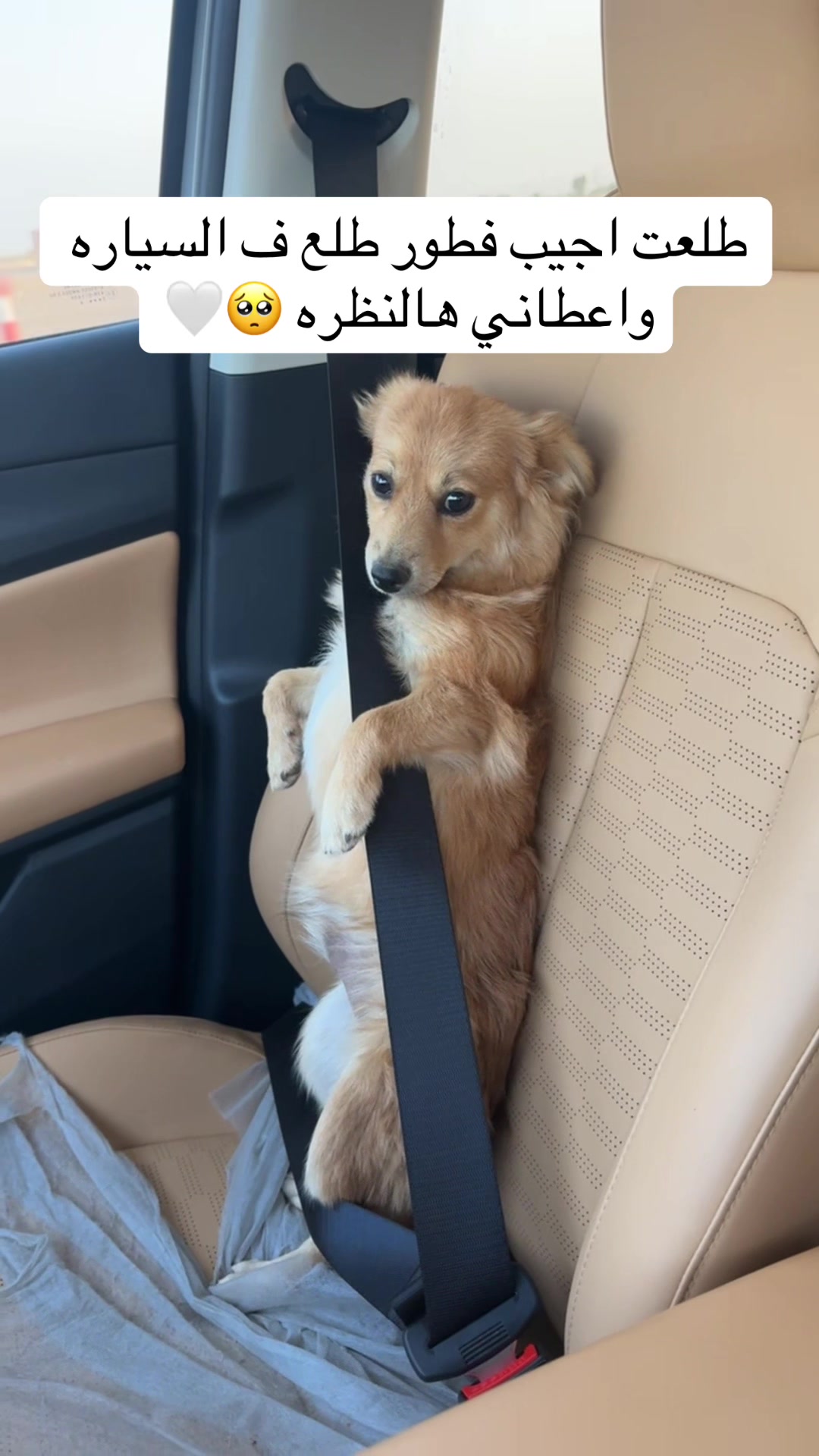 @مـاجـد✨