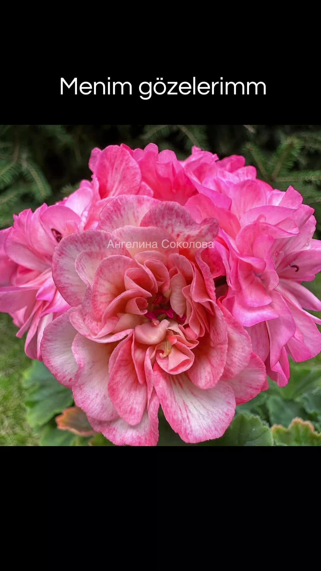 @Gül satışı🌸