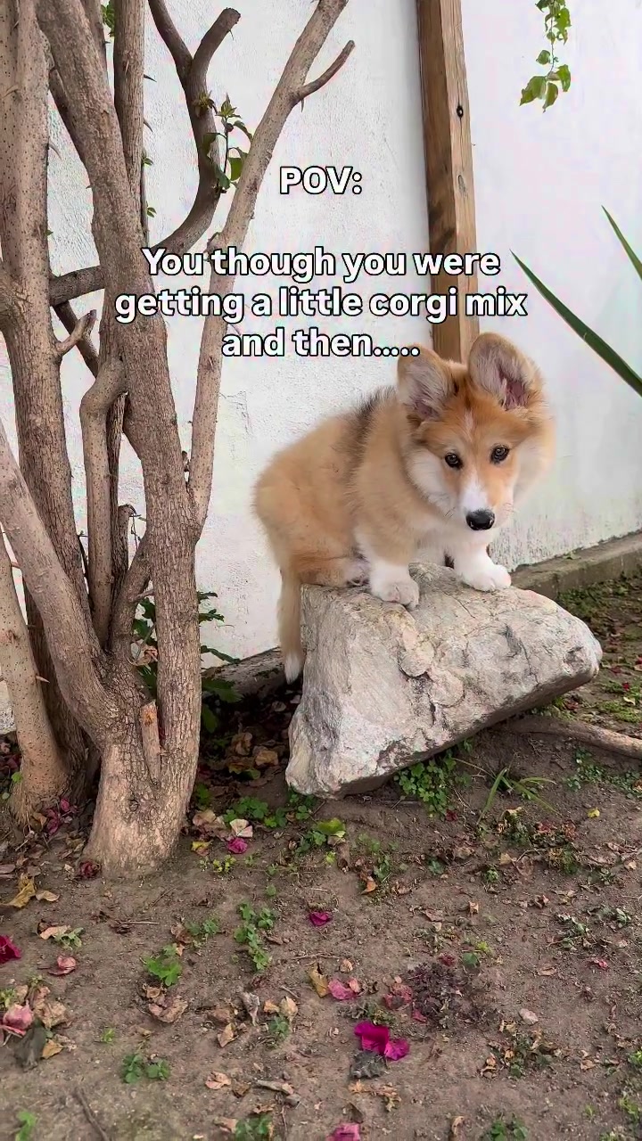 @apollothecorgimute