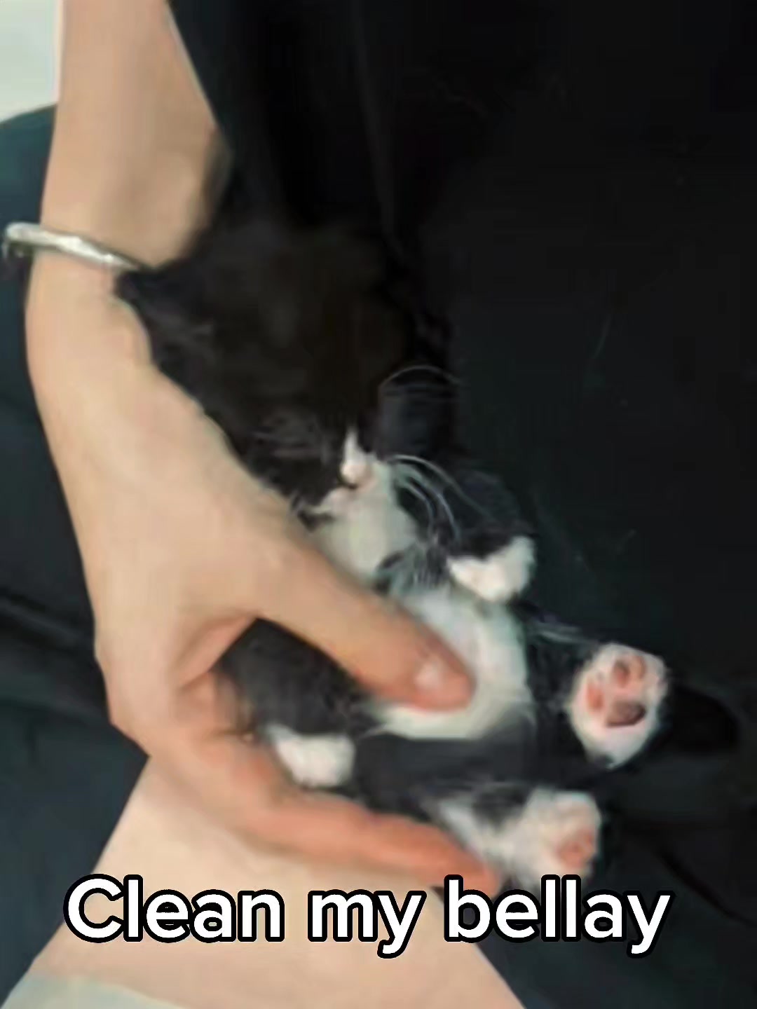 @Cat Lovers Club