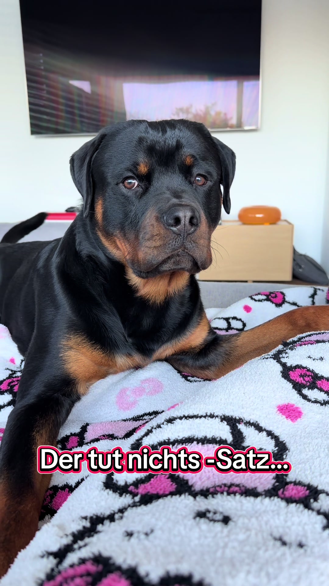 @JAGGER - the German Rottweiler