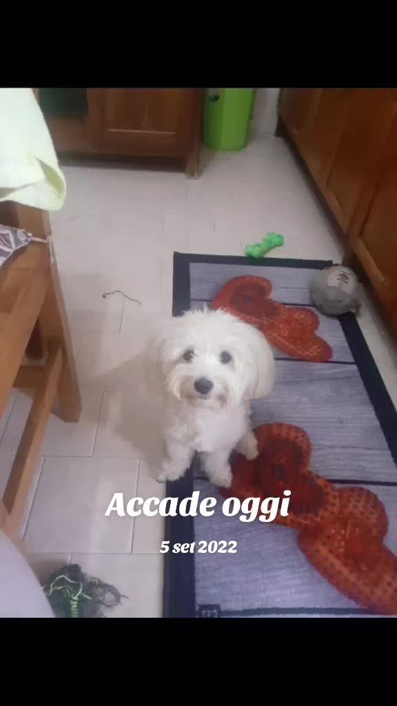 @vincenzapalmese16