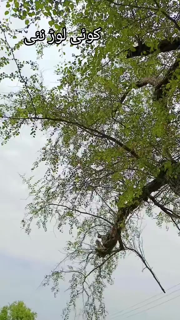 @✨ملک ندیم مندیال✨