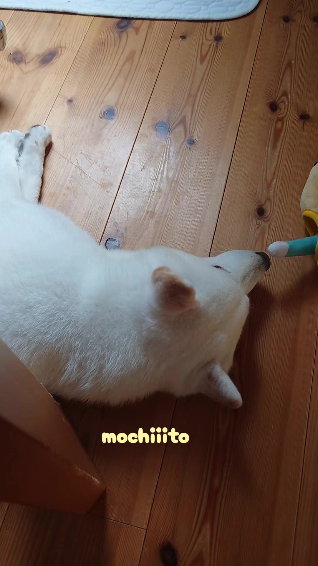 @Mochimaru