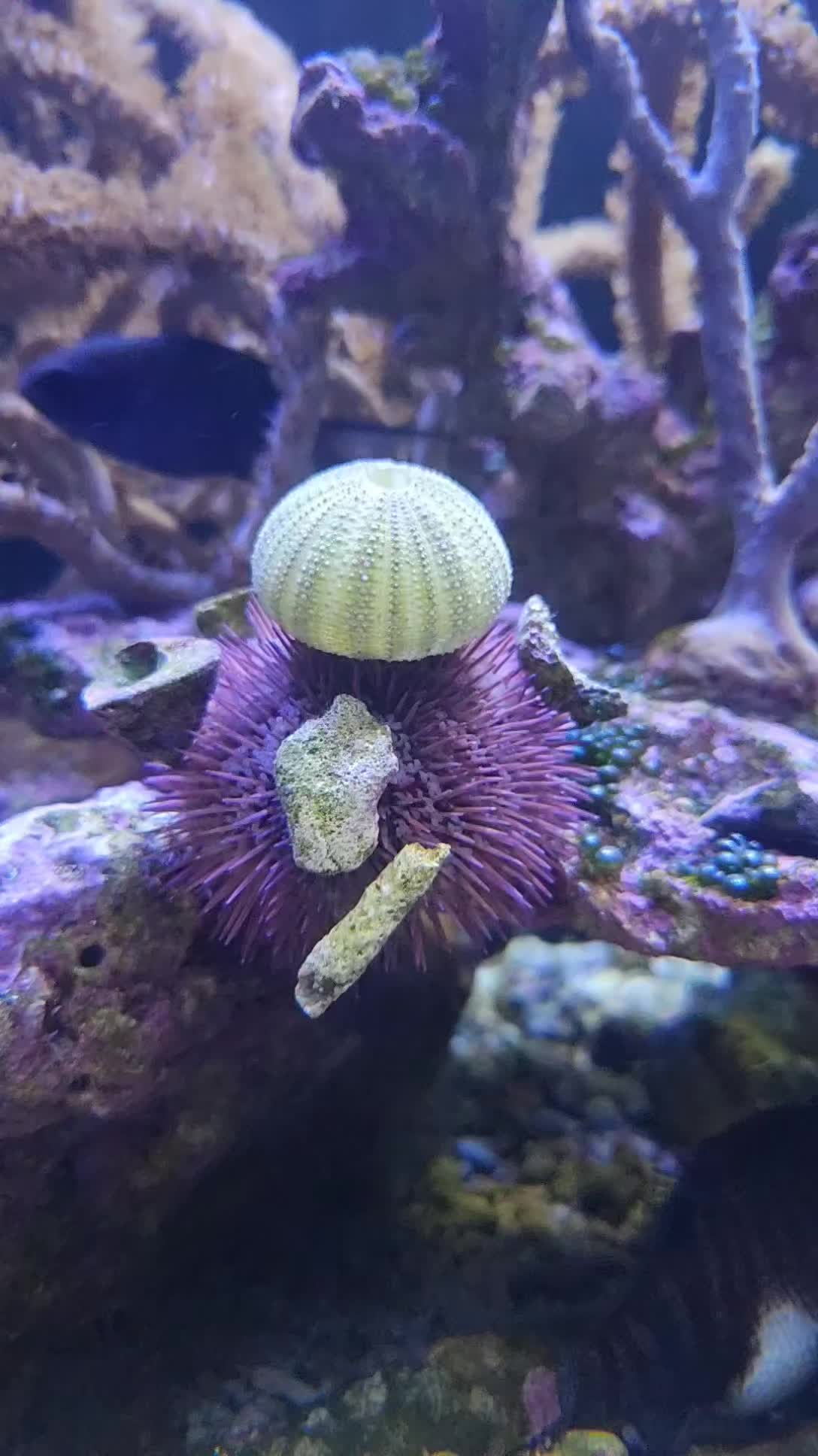 @Cuttle Aquarist