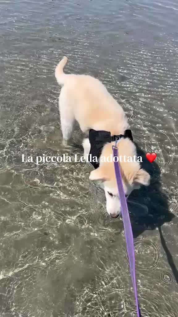 @Amor cane