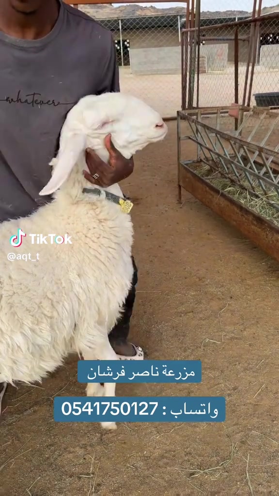 @mohamed_ksa0