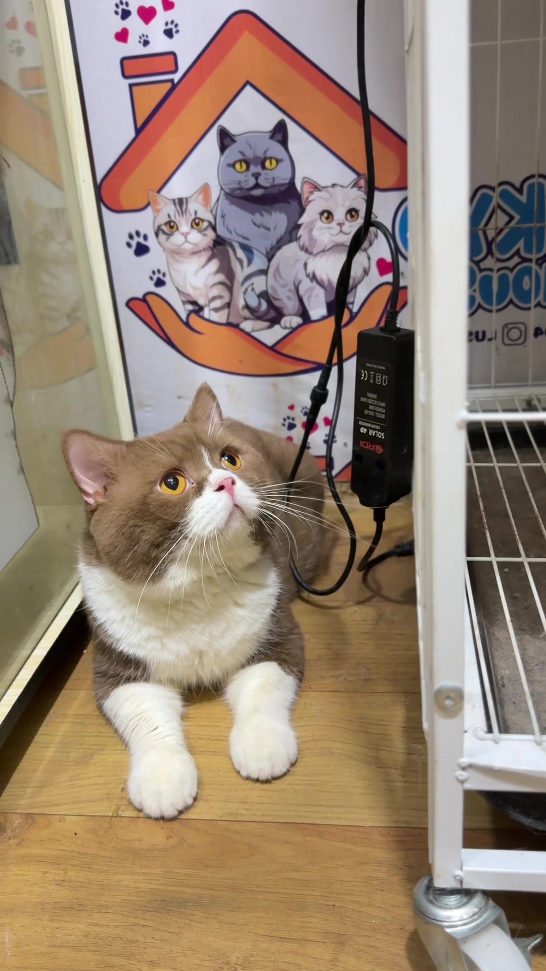 @Luskyocat
