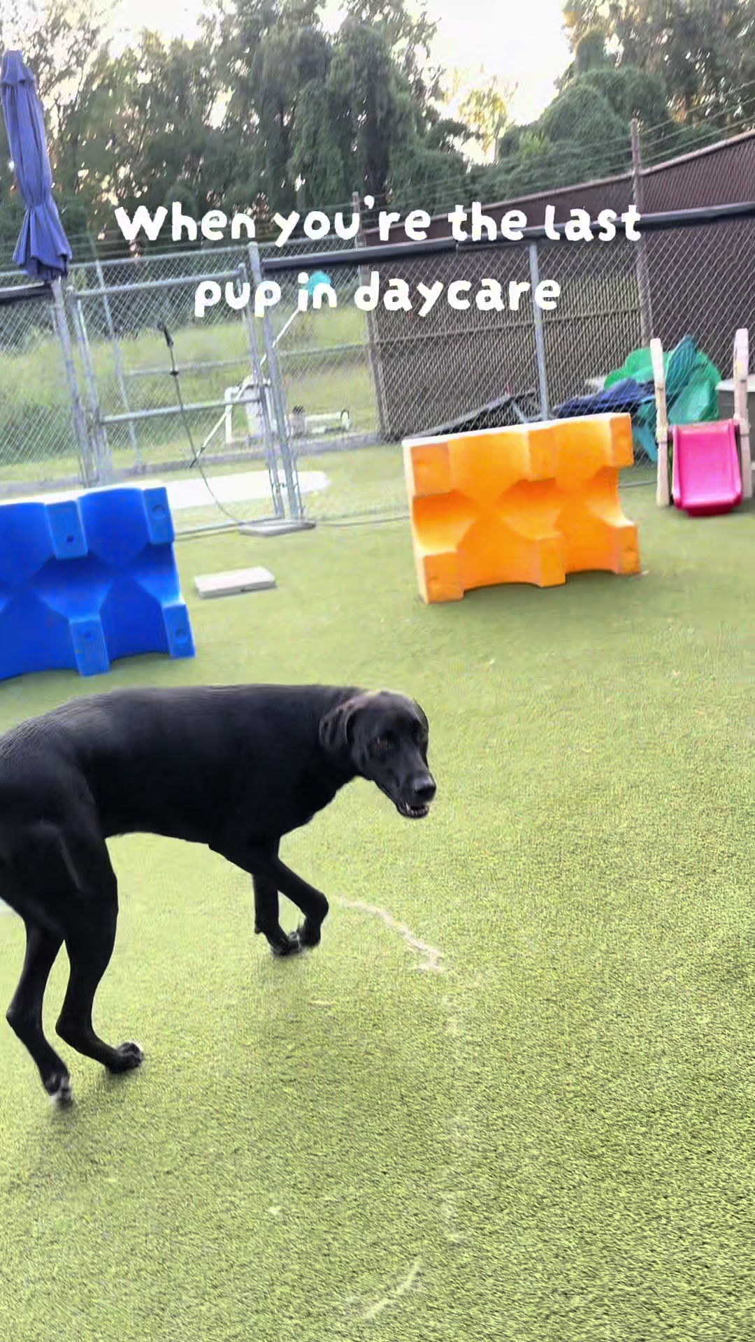 @GoDog Durham