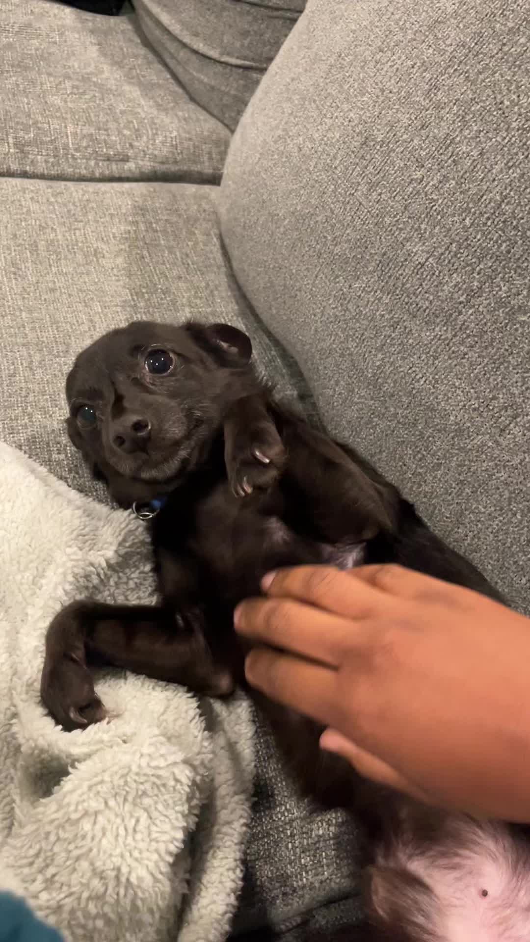 @Blackjack_Chihuahua