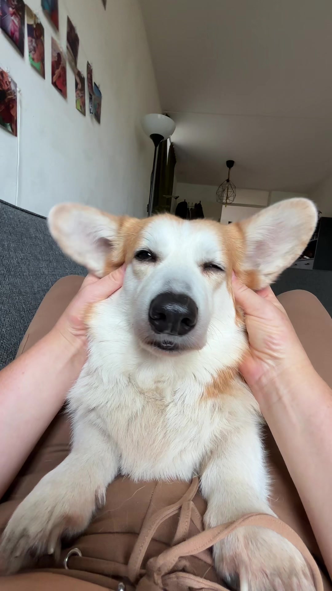 @Kickroll Corgi Charlie 🐶🚀