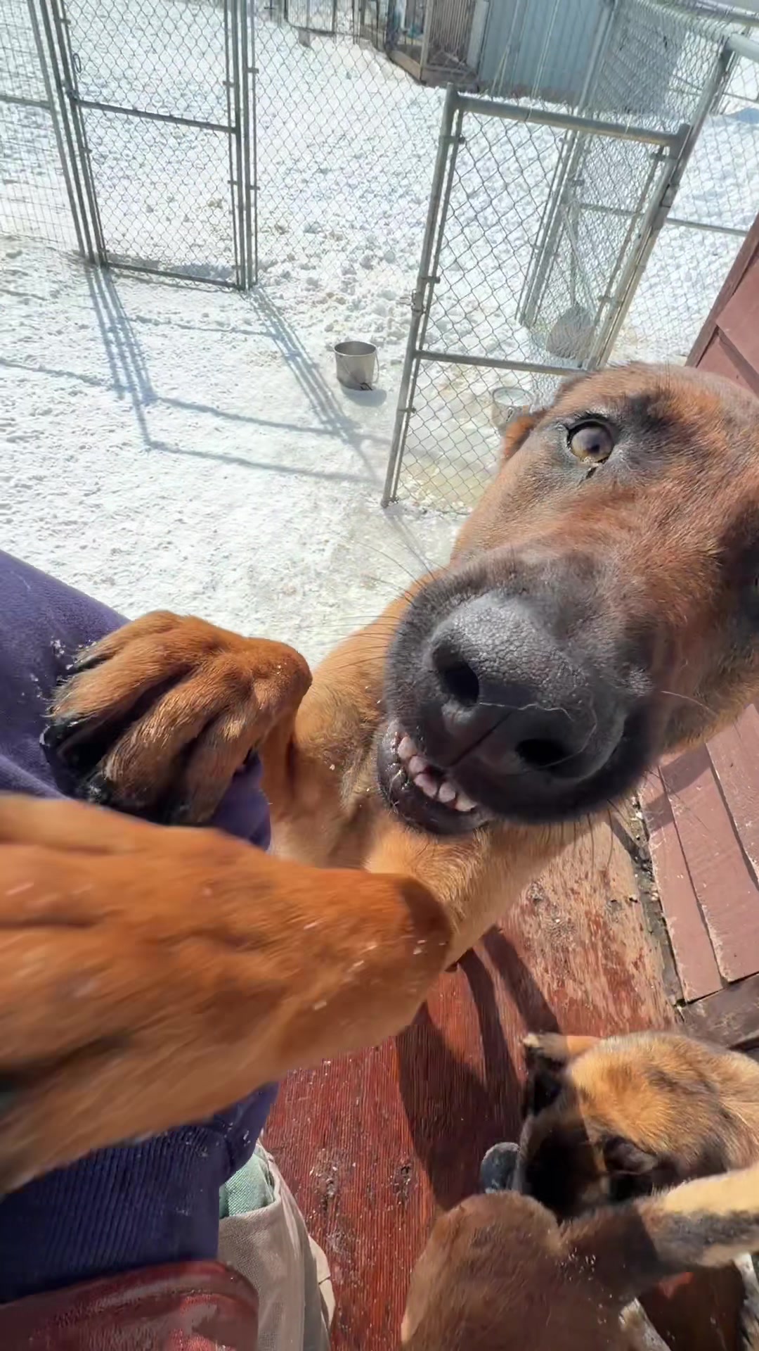 @Aim Canine