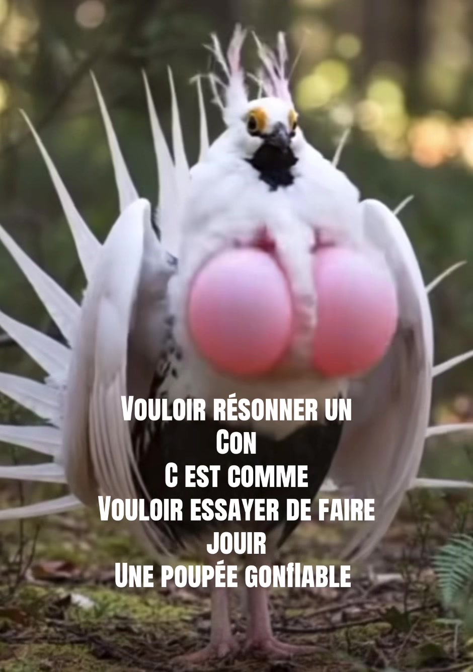 @hibou débrouillard