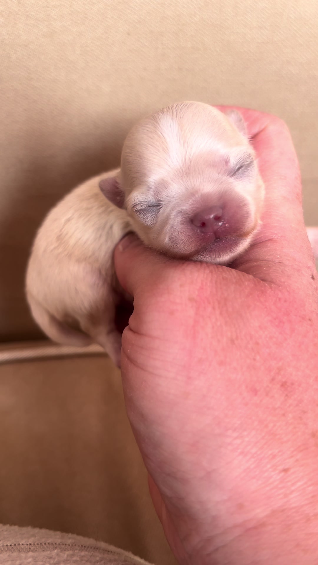 @Danielle |(chihuahua)mama 🐕🩵