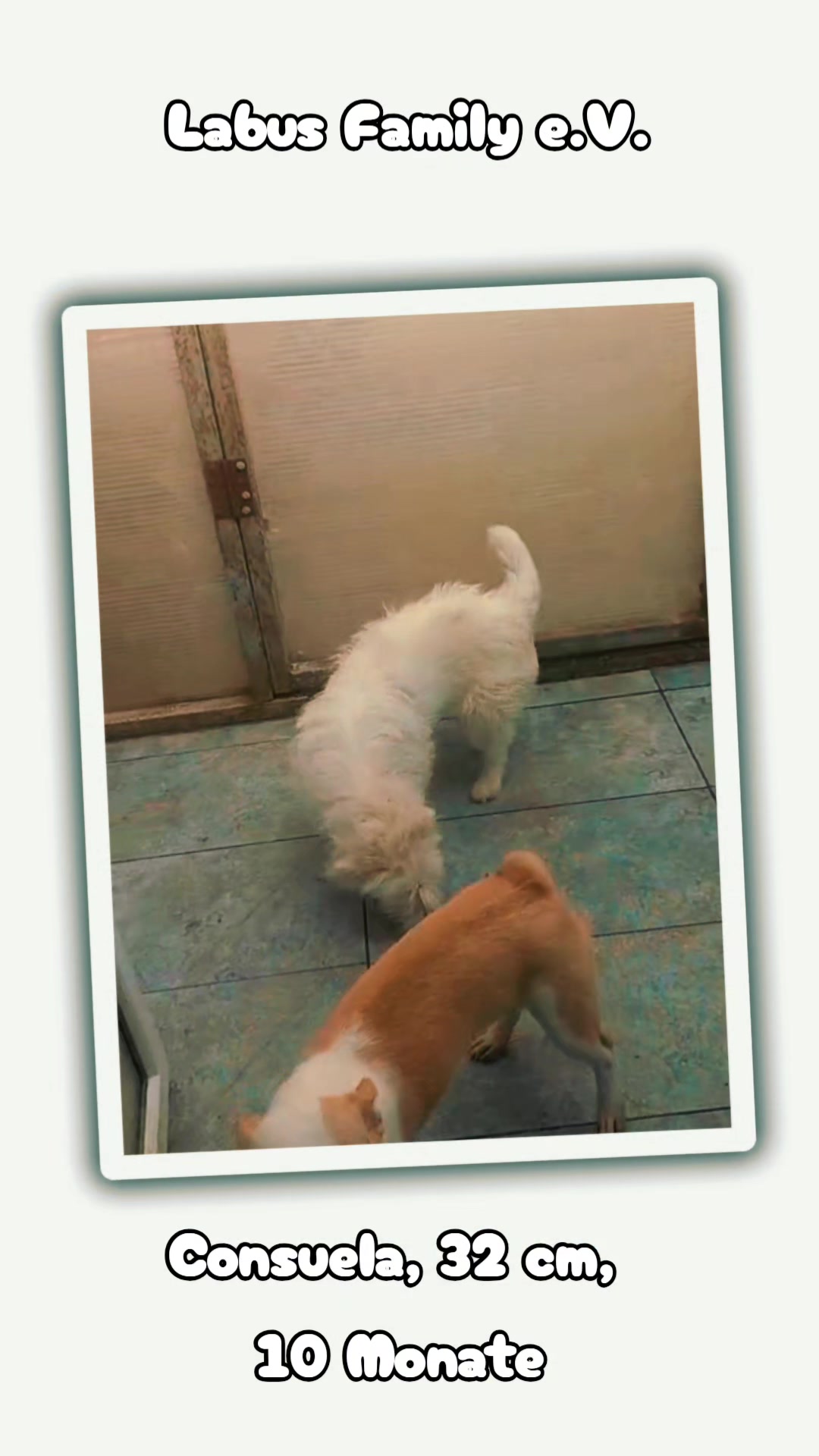 @Labus Family Shelter Animals ?