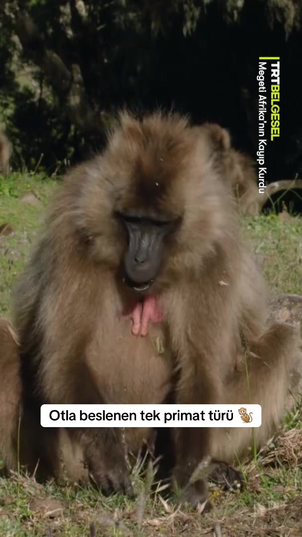 @TRT Belgesel