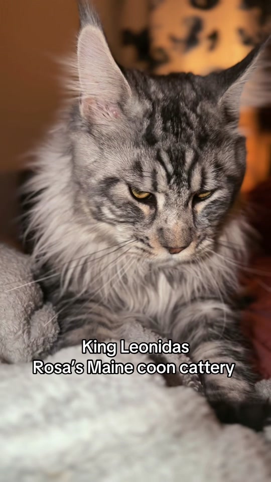 @Rosa&rsquo;s maine coon in Texas🧛