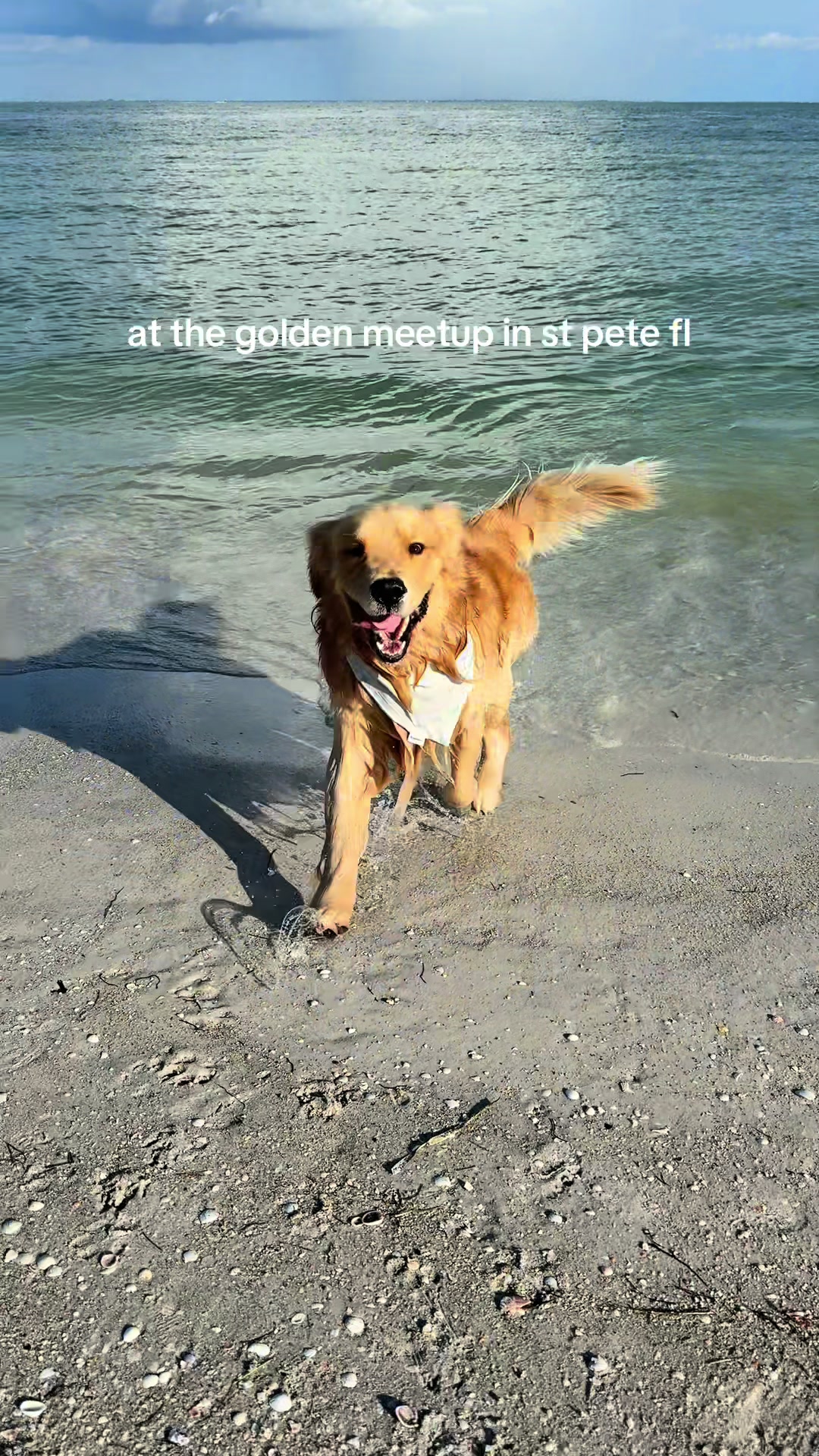 @reef the golden