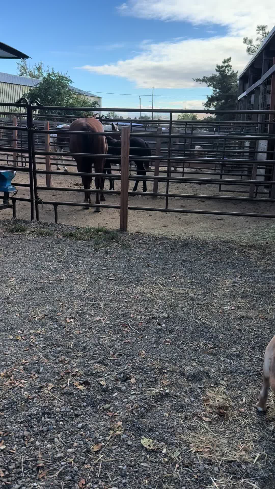 @Cowgirl Tuff Colt Training ❤️
