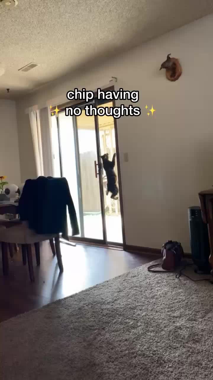 @Chip The Manx