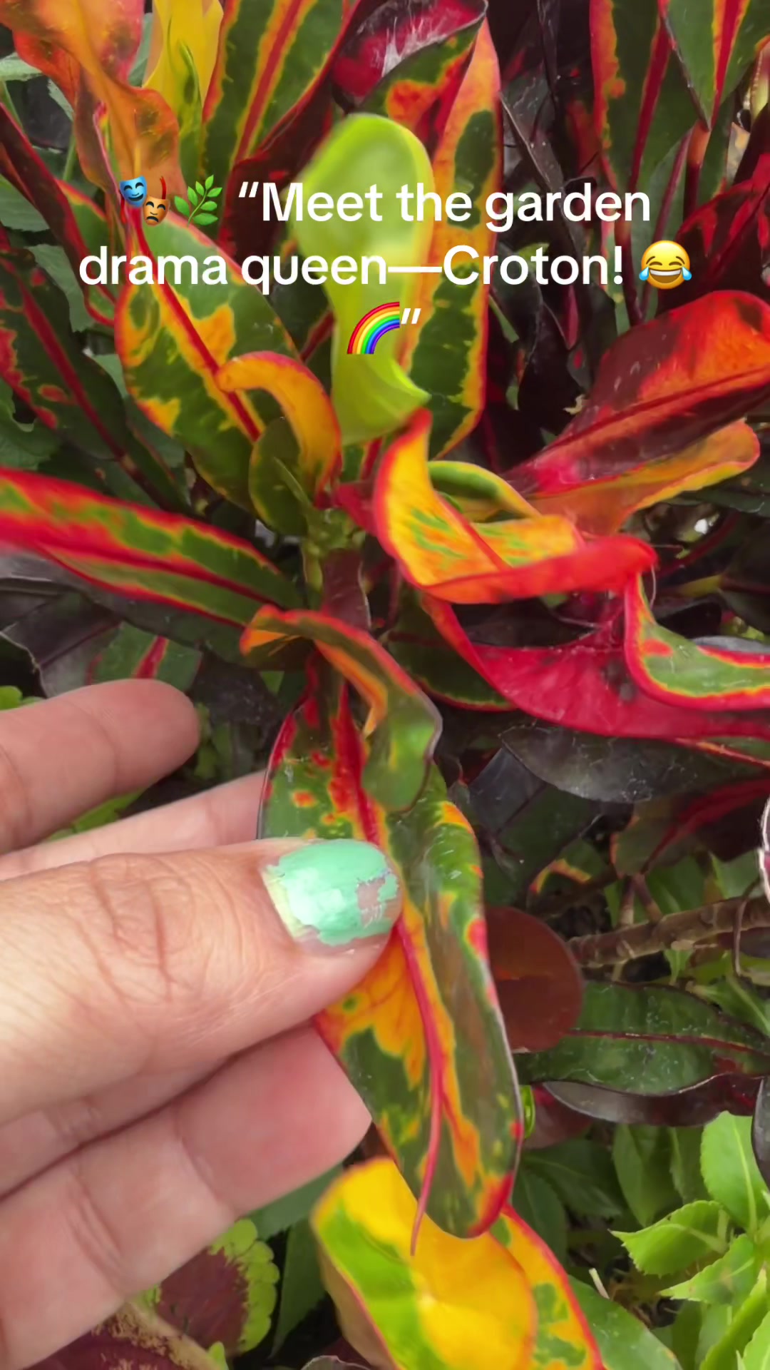 @Fauzia garden Lover