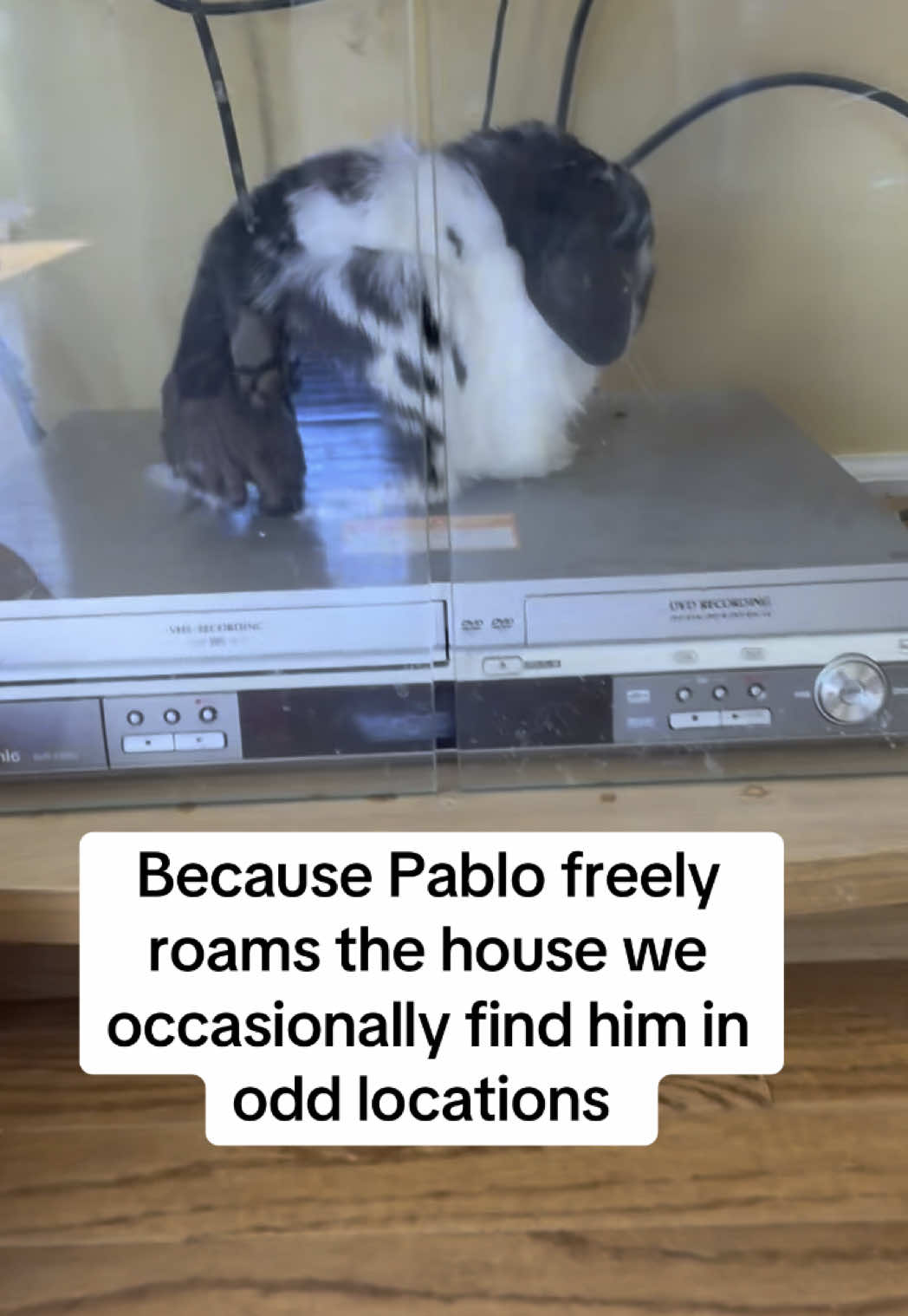 @Pablo the rabbit