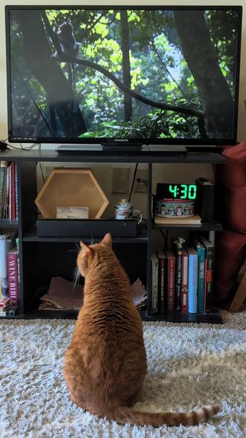 @MrFinn the cat