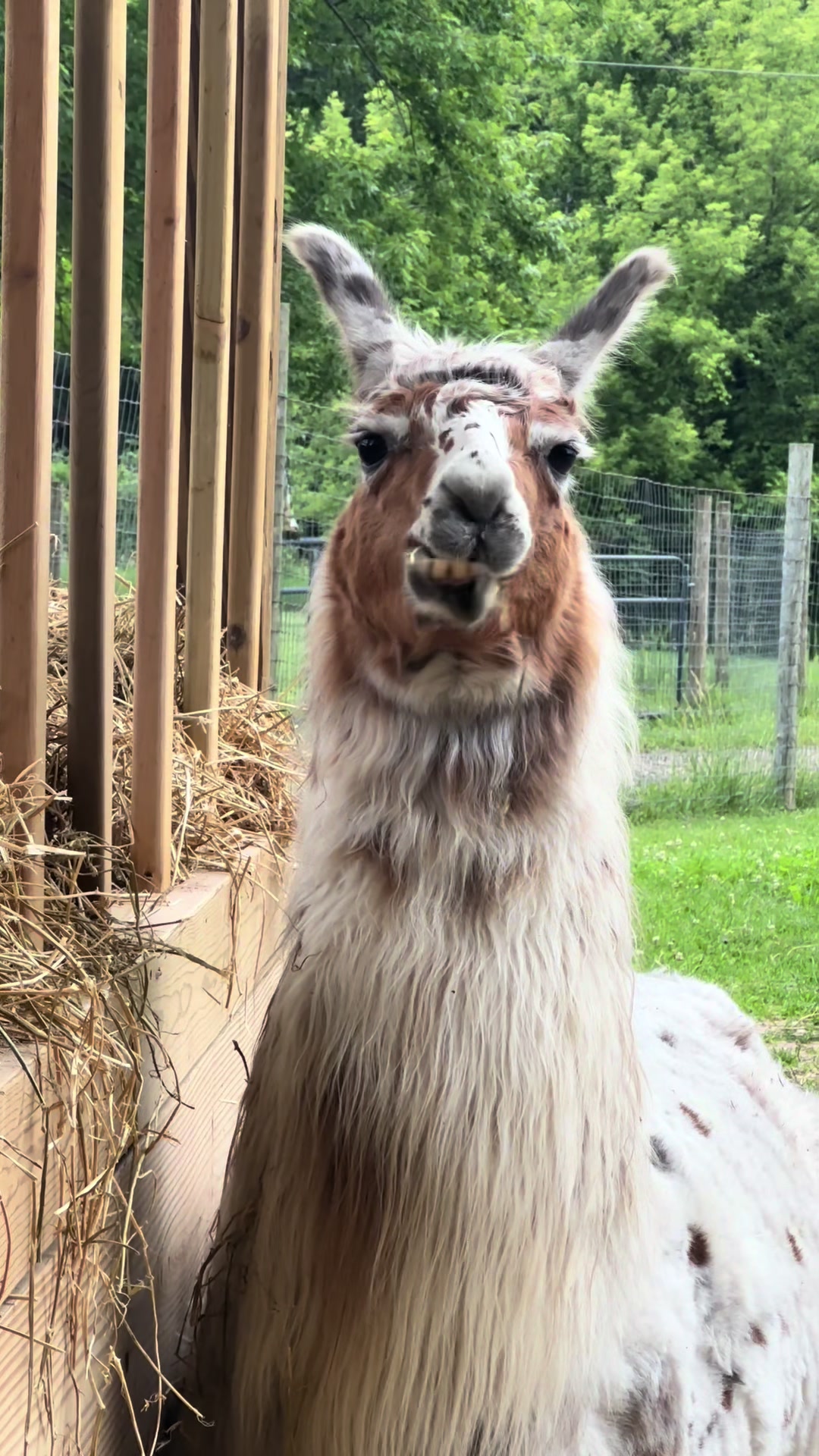 @The Packing Llamas