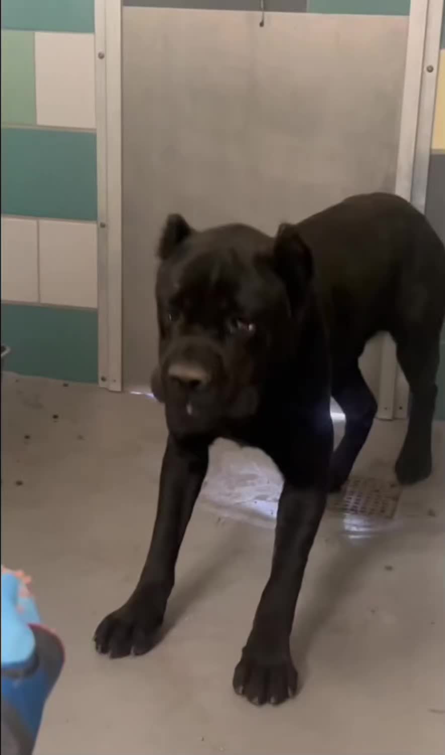 @Cane Corsos