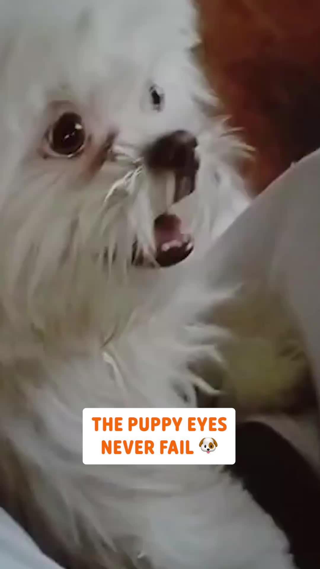 @Pawsome Pets