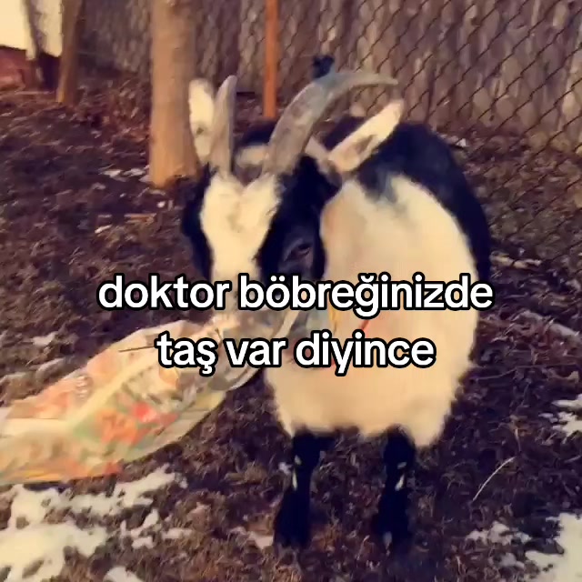 @rolland