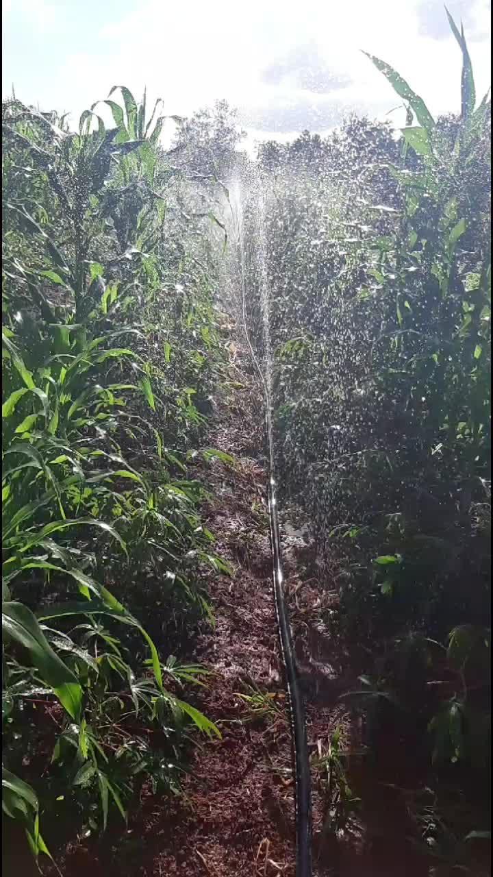 @Paulo Roberto