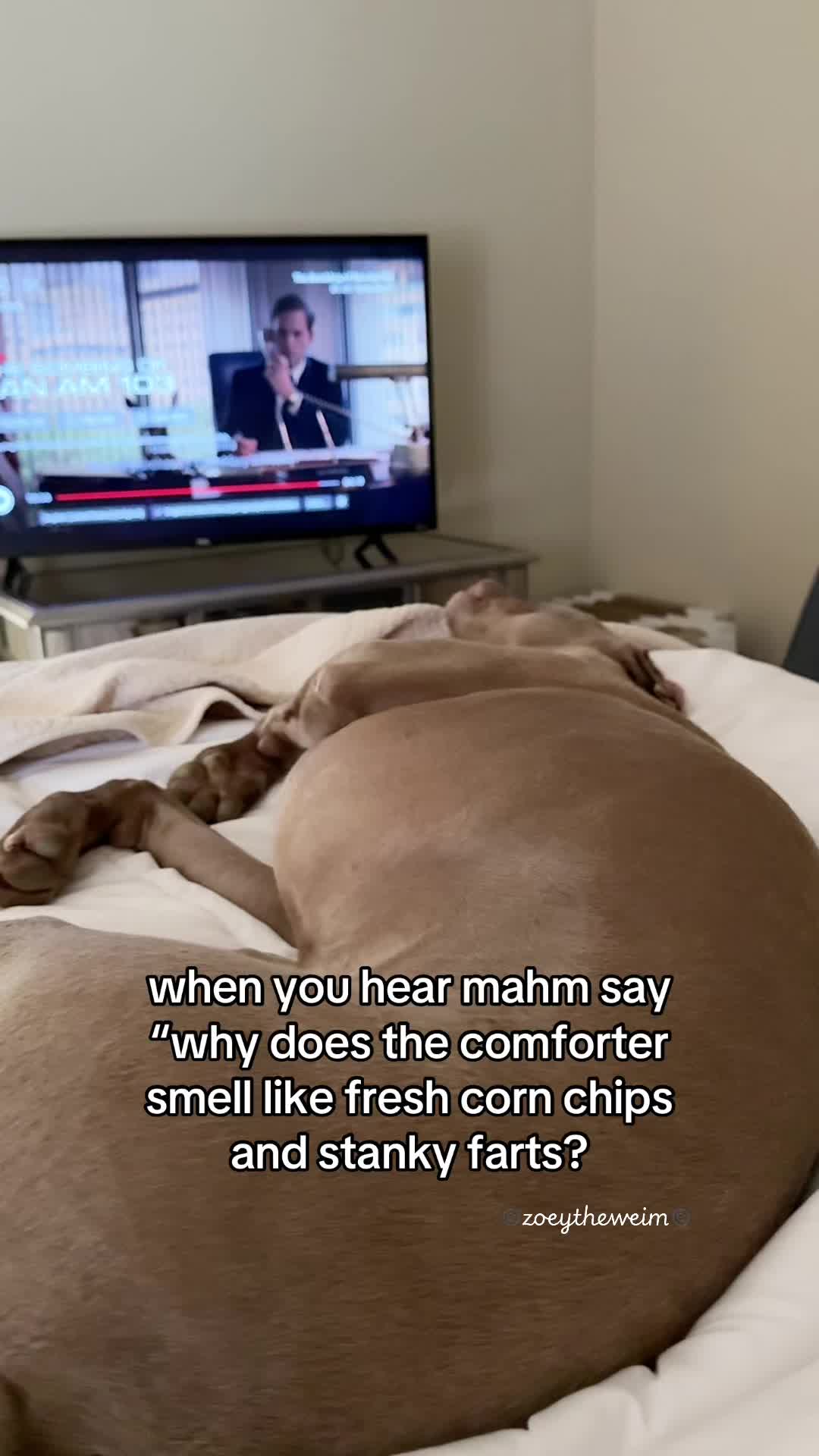 @Zoey the Weim