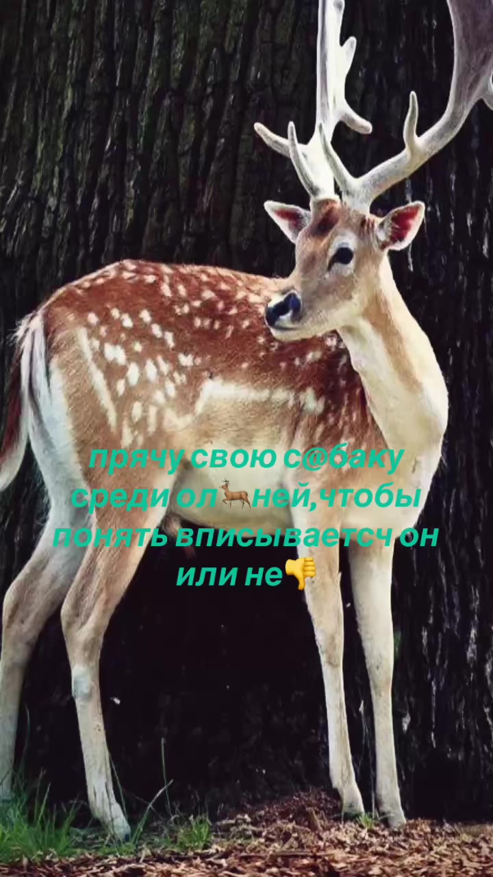 @skotttina