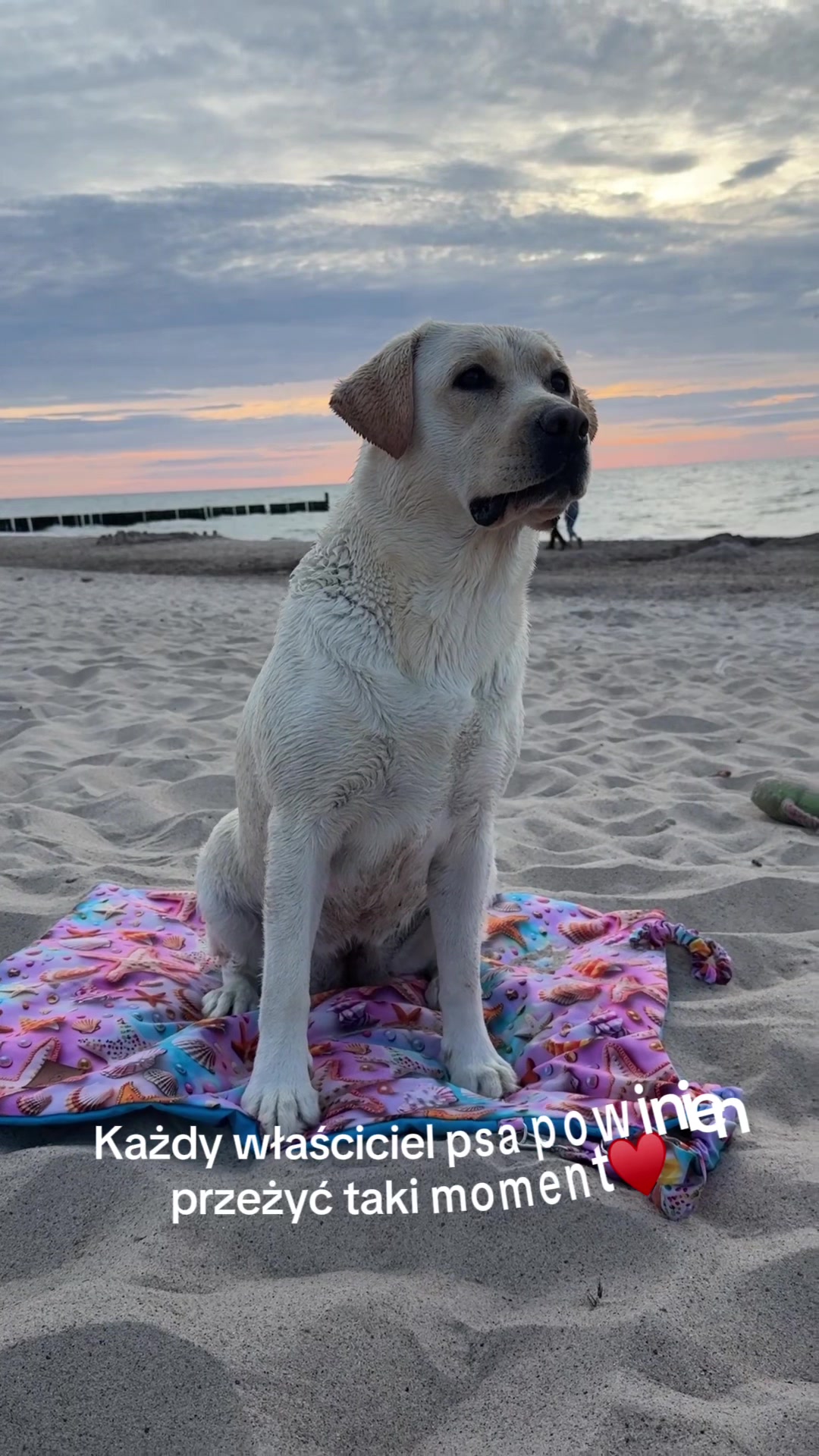 @Moonlife -Labrador Retriever